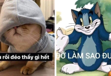 Meme Hết cứu – Trào lưu mới trong cộng đồng mạng xã hội Việt Nam