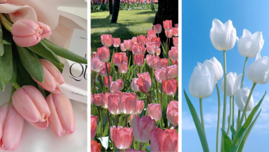 Ảnh hoa tulip cực đẹp, nhiều màu sắc, giải toả tâm trạng