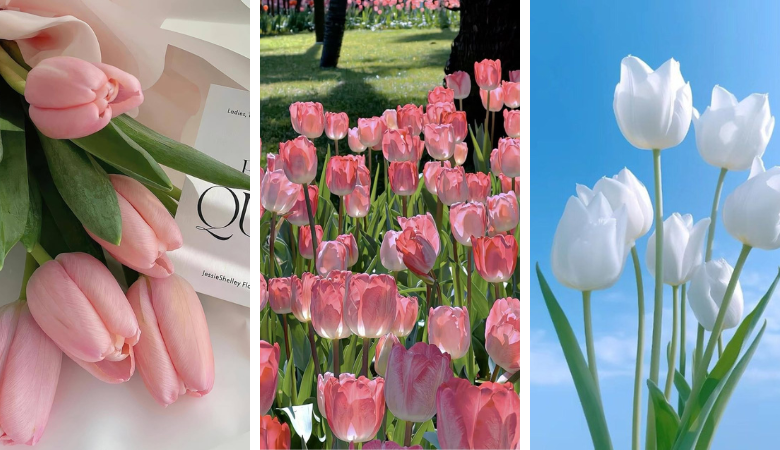 Ảnh hoa tulip cực đẹp, nhiều màu sắc, giải toả tâm trạng