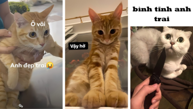 Ảnh mèo meme: Tận hưởng văn hóa trực tuyến qua những khoảnh khắc hài hước