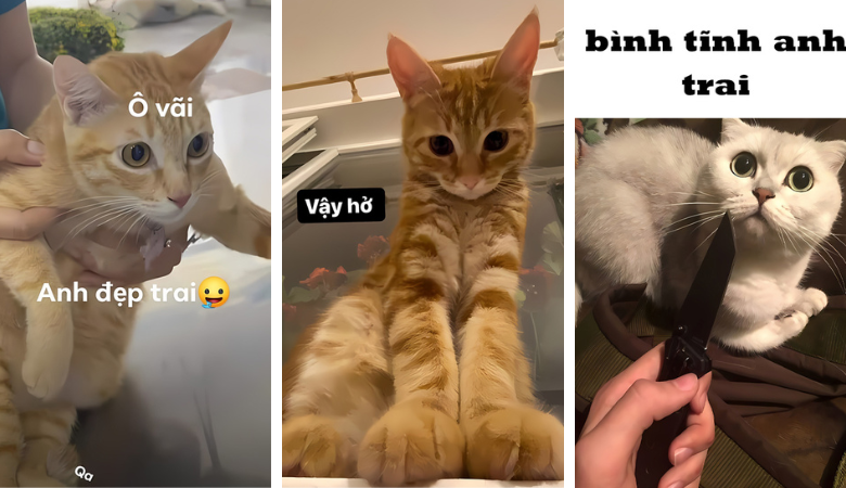 Ảnh mèo meme: Tận hưởng văn hóa trực tuyến qua những khoảnh khắc hài hước