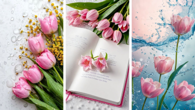 Hình nền hoa tulip chill: Tìm kiếm vẻ đẹp bình yên