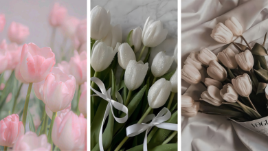 Hình hoa Tulip: Vẻ đẹp thuần khiết của tự nhiên
