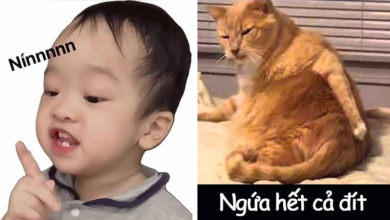 Meme hài: Khám phá thú vị văn hóa và ngôn ngữ Việt Nam