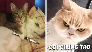 Meme mèo bựa: Cảm nhận niềm vui tuổi thơ