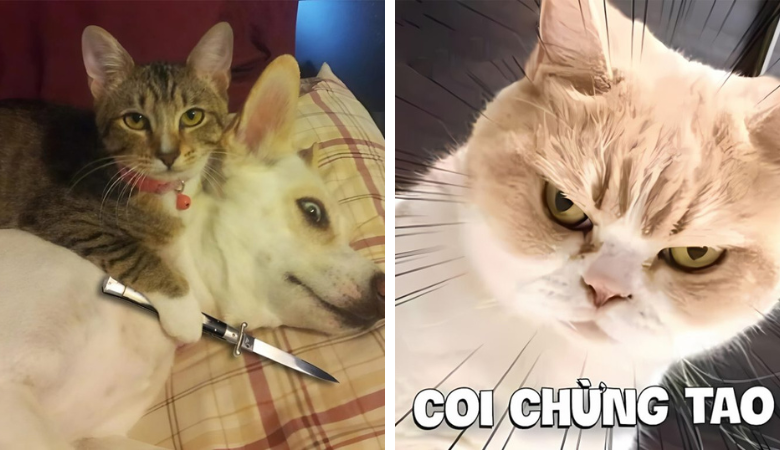 Meme mèo bựa: Cảm nhận niềm vui tuổi thơ