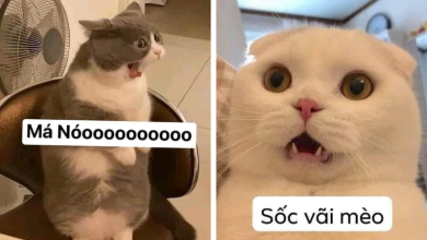 Hình mèo meme: Vượt qua ranh giới văn hóa
