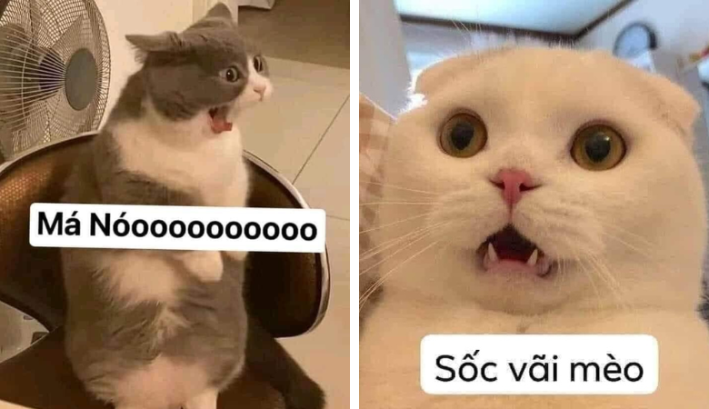 Hình mèo meme: Vượt qua ranh giới văn hóa