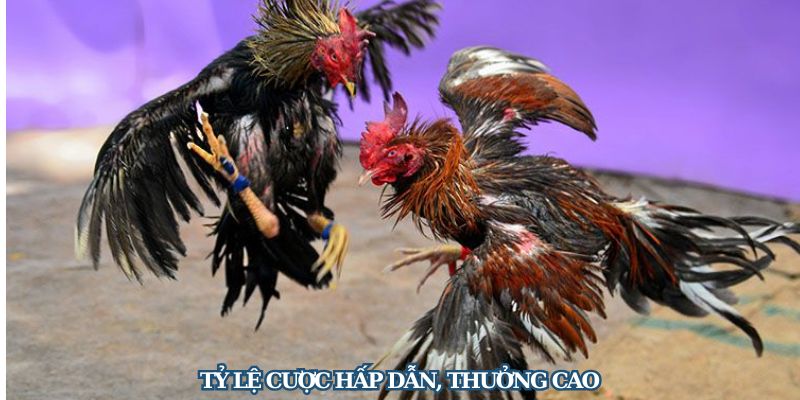 Tỷ lệ cược hấp dẫn, thưởng cao