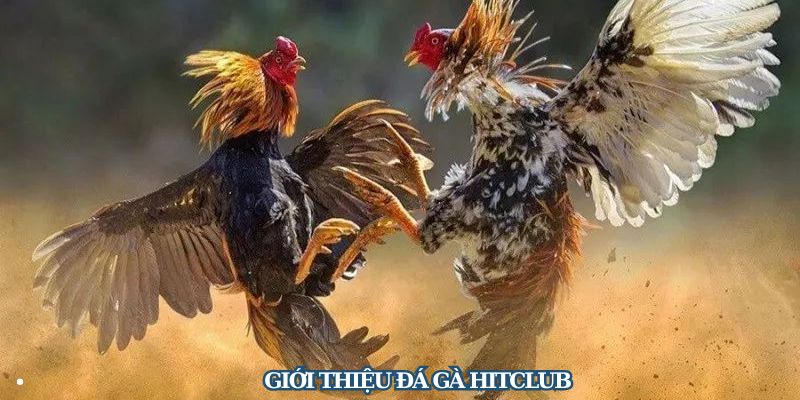 Giới thiệu Đá gà Hitclub