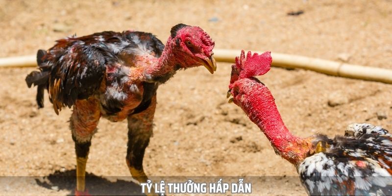 Trò chơi có tỷ lệ cược hấp dẫn