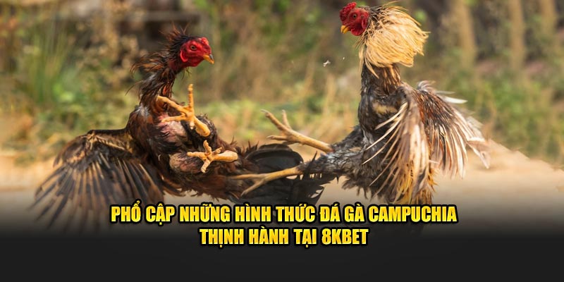 Trải nghiệm đá gà Campuchia tại 8KBET – Sự khác biệt làm nên thương hiệu