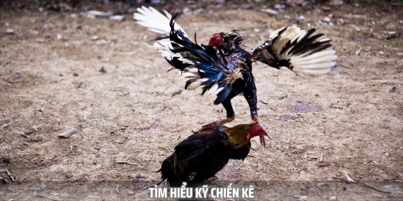 Tìm hiểu các chiến kê trước khi hạ cược