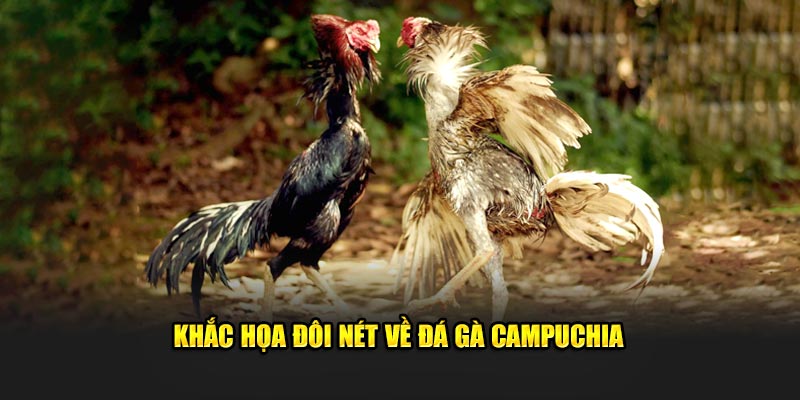 Đá gà Campuchia – Bộ môn cá cược có lịch sử lâu đời