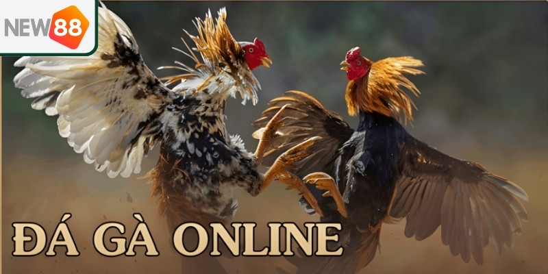 Đường truyền New88 ổn định giúp theo dõi trận đấu đá gà mượt mà