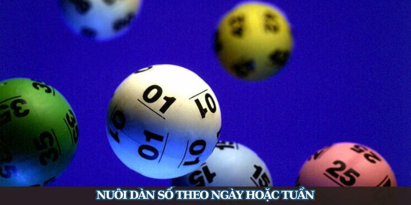 Nuôi dàn số theo ngày hoặc tuần