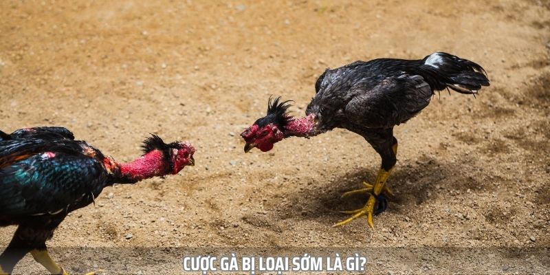 Giới thiệu hình thức cược gà bị loại sớm
