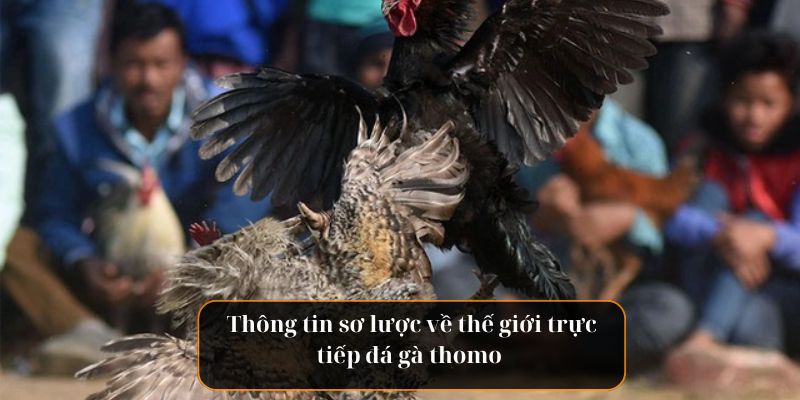 Thông tin sơ lược về thế giới trực tiếp đá gà thomo 