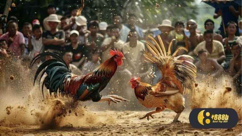 Một số hình thức đá gà phổ biến
